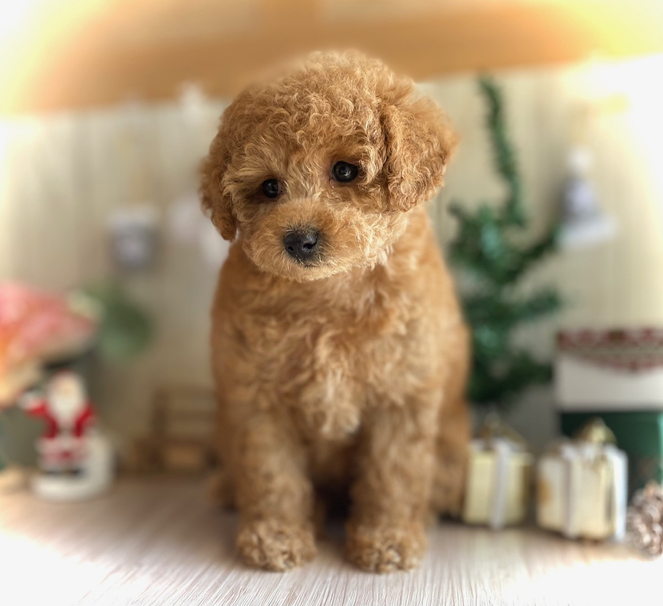 【Xmasプレゼント＆お年玉企画】シャルロットちゃん