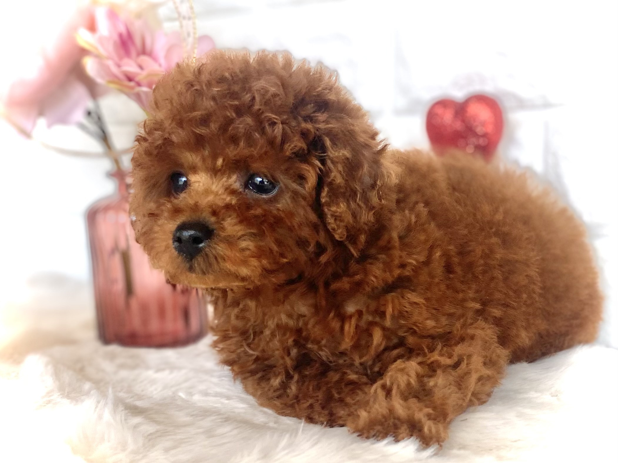 【ラストを飾る珠玉の一粒種！！！】こんな子にはなかなか出逢えない・・・ボスくん【奇跡の可愛さ✨】