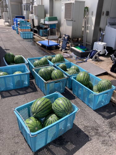 とれたて直送！　和星水産×赤碕の海の幸、道の駅「琴の浦」で発見！