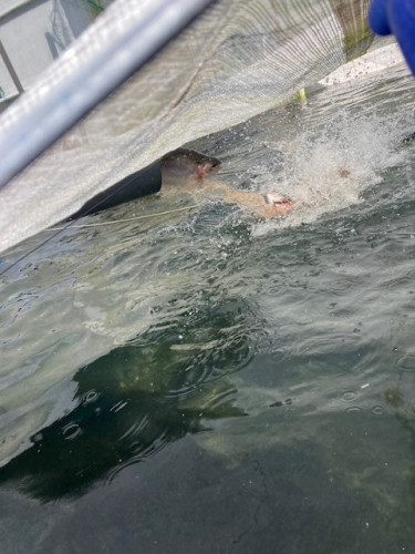 グランサーモン、水槽から水槽へ移動中！