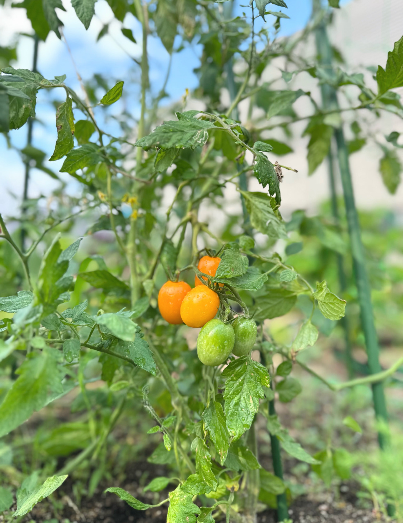 🍅トマトのお話し🍅