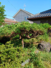 松の木1-2.jpg