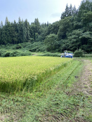 R60824刈取作業風景.jpg