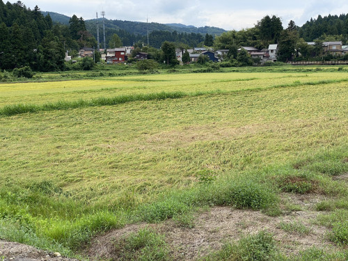 R60903こがねもち圃場.jpg