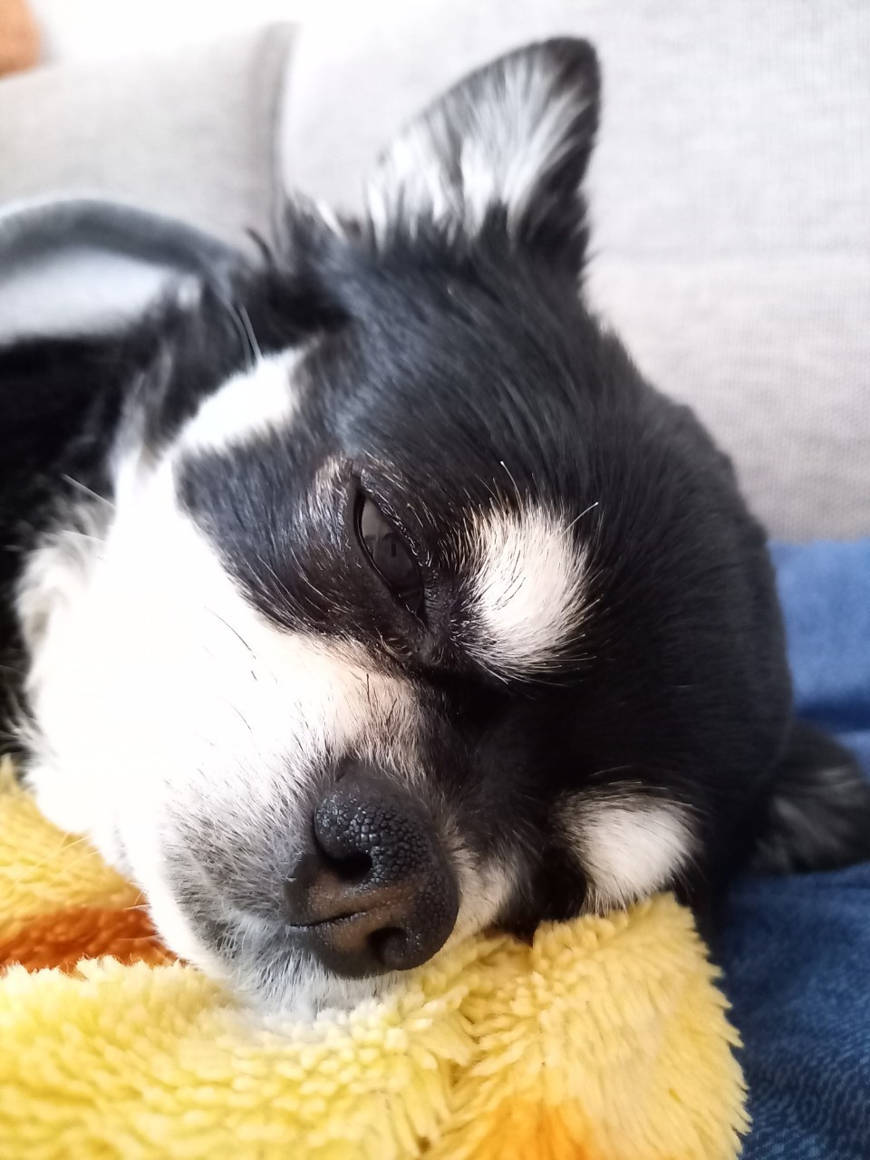 愛犬と出勤可（要相談）