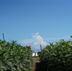 DSC07805a.JPG
