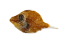 カワハギ.png