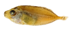 アイゴ.png