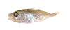 アジ.png