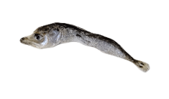サバ.png