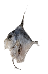 イトヒキアジ.png