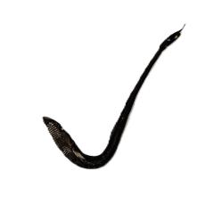 コバンザメ.png