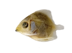 チョウチョウウオ.png