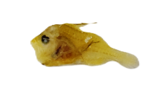 ハタ.png