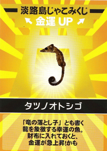 淡路島じゃこみくじ
