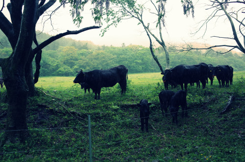 GWのお休み　5.2（土）～6（水）まで