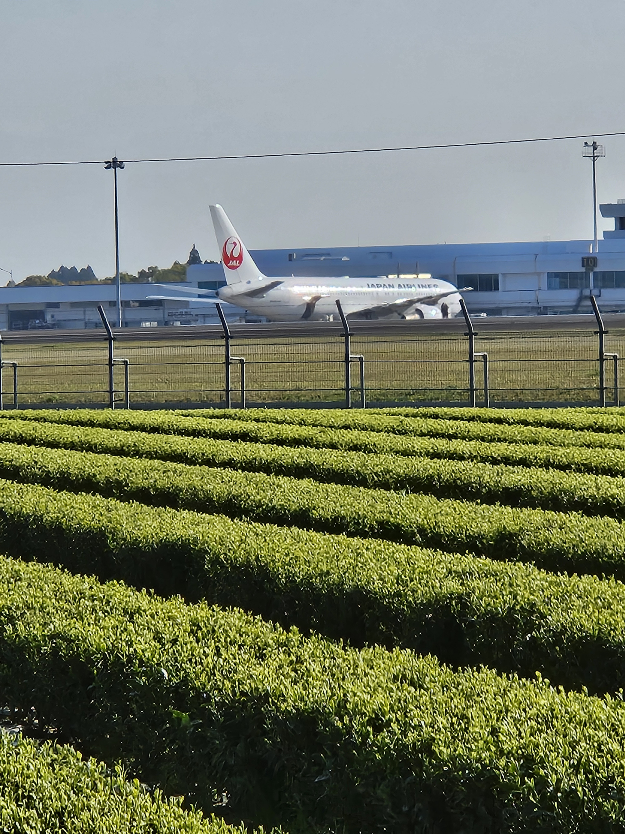 鹿児島空港前のお茶畑
