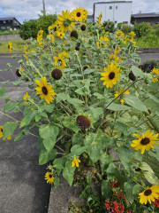 20250723_154016.jpg