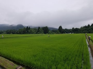 水稲.jpg