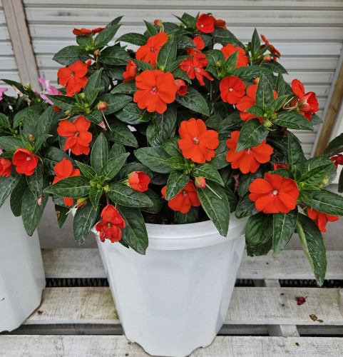 20250708_175208 - コピー.jpg