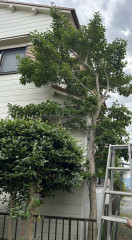 IMG_0506.jpeg