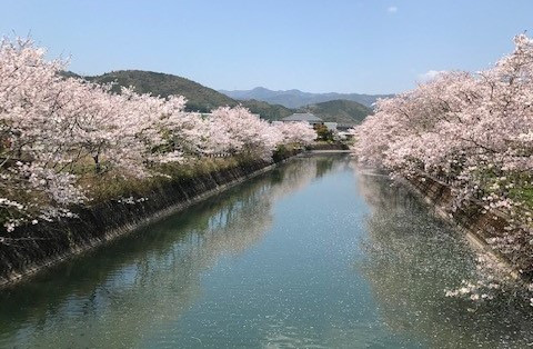 春日川沿いの桜
