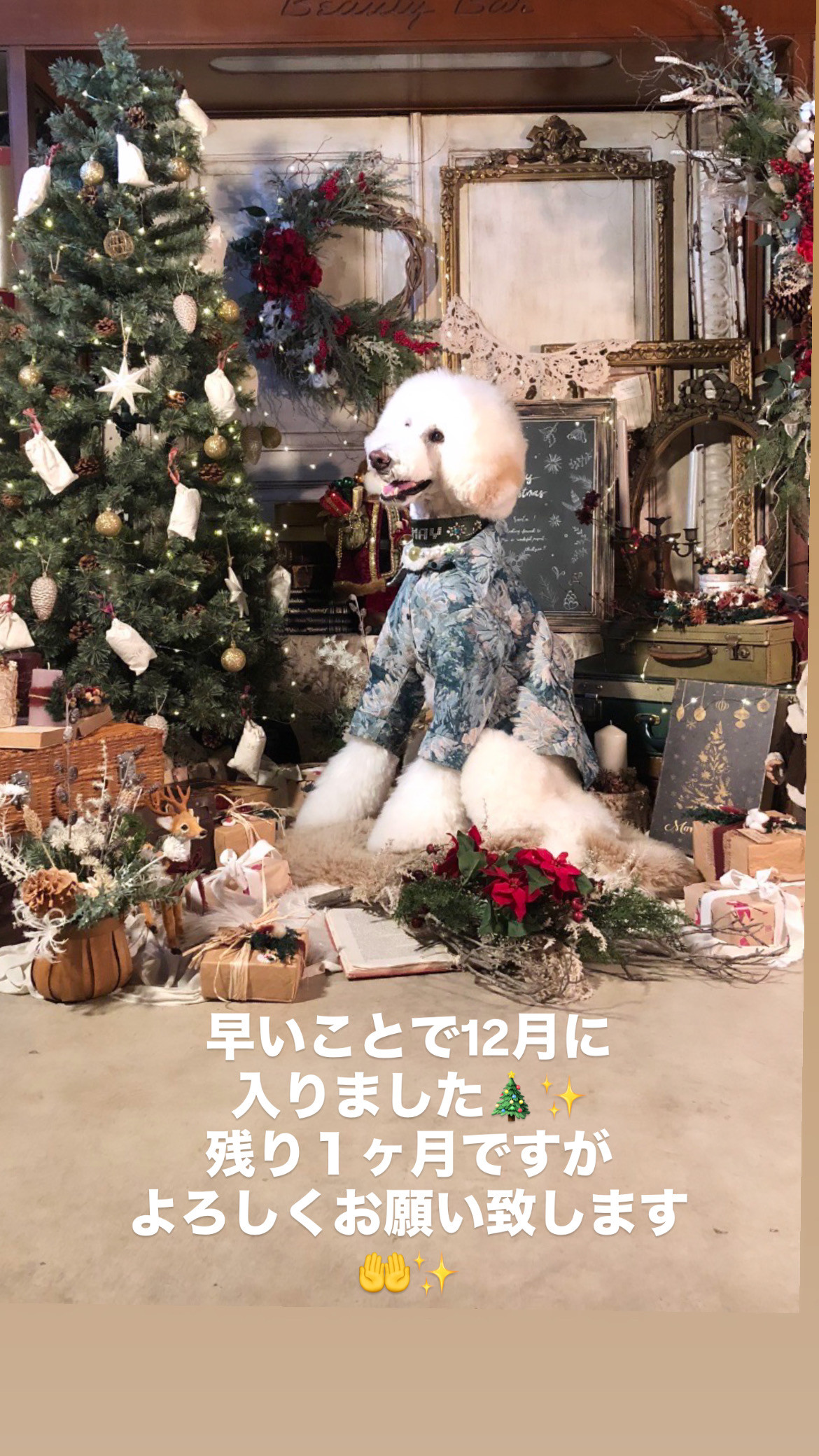 12月🎄✨
