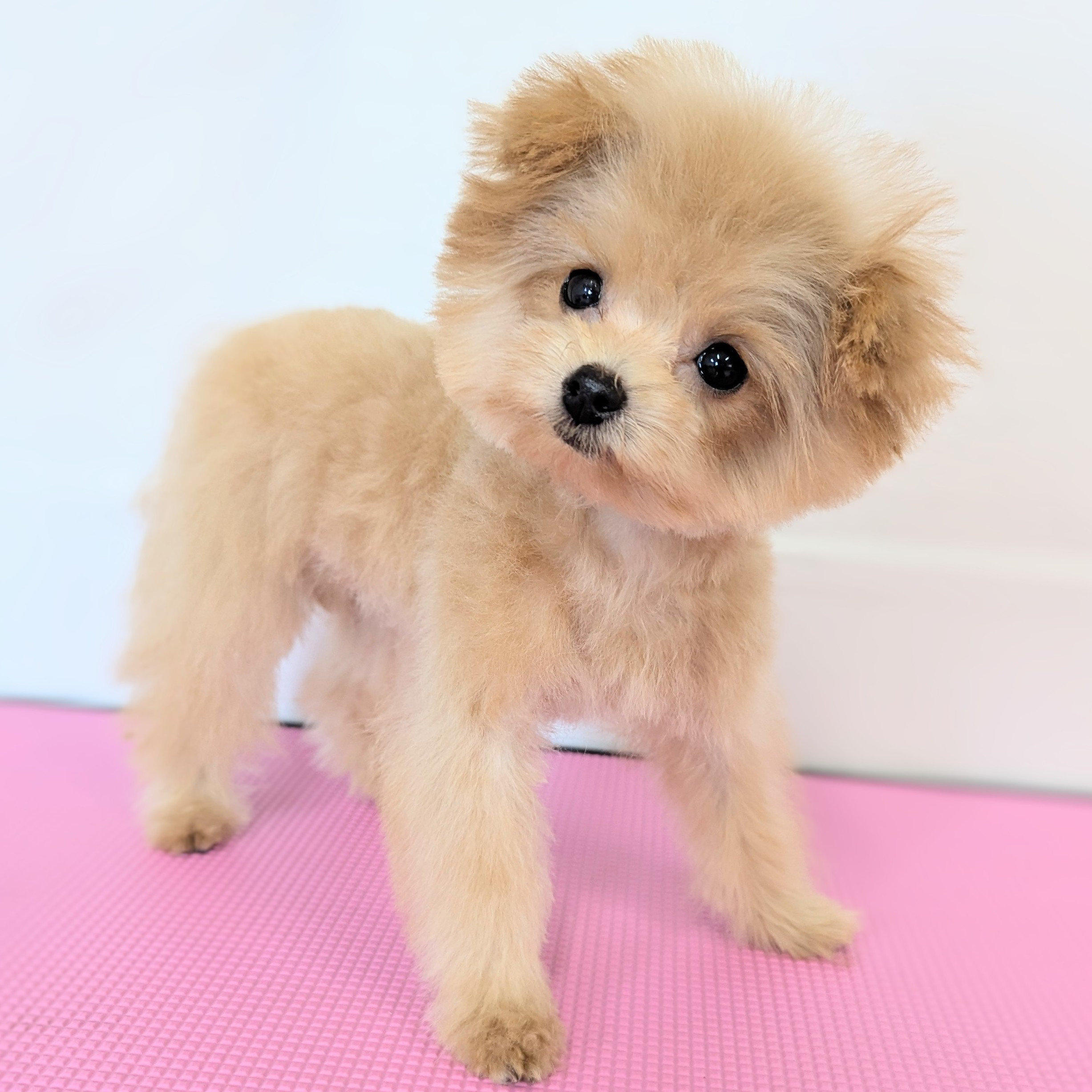 ハーフ犬(ポメプー)