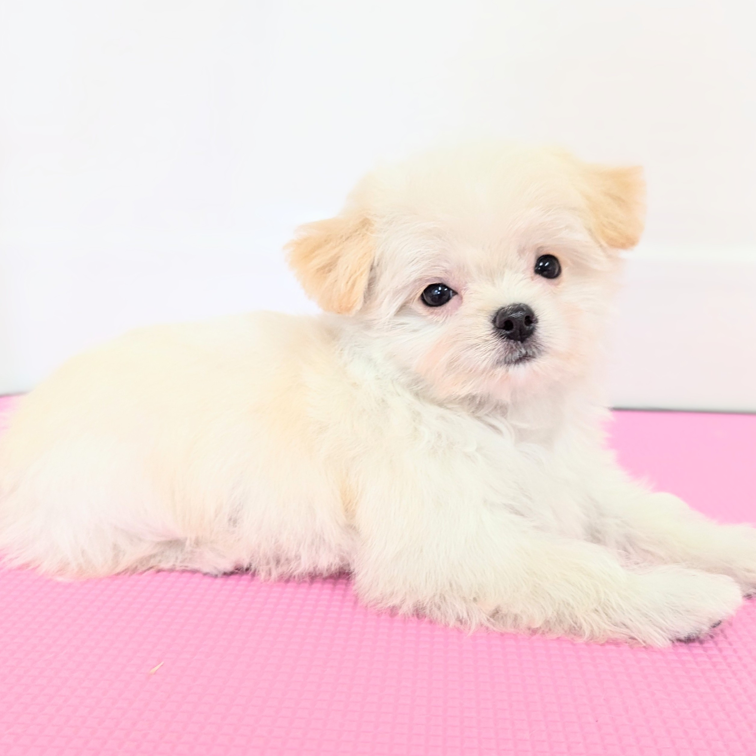 ハーフ犬(チワマル)