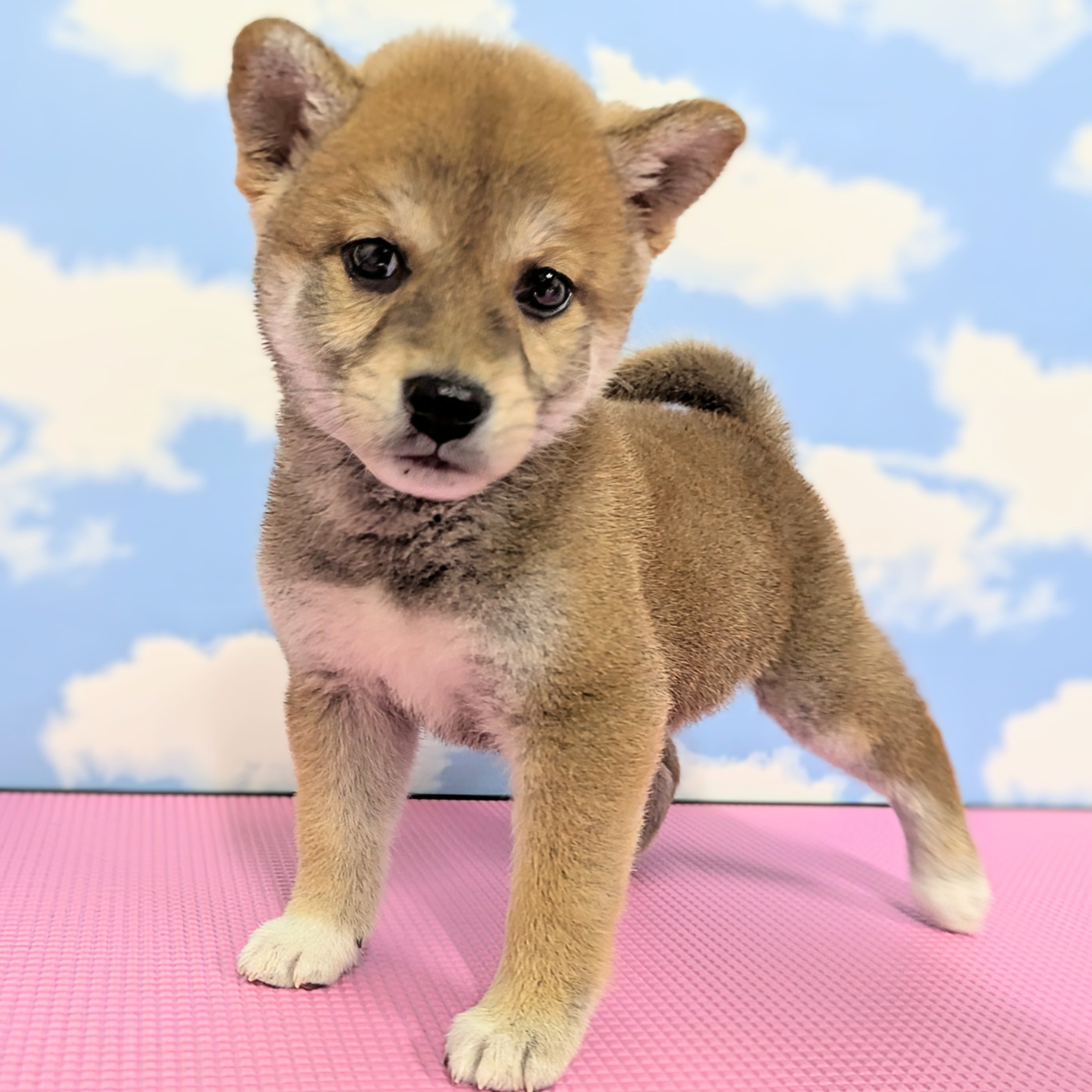 柴犬