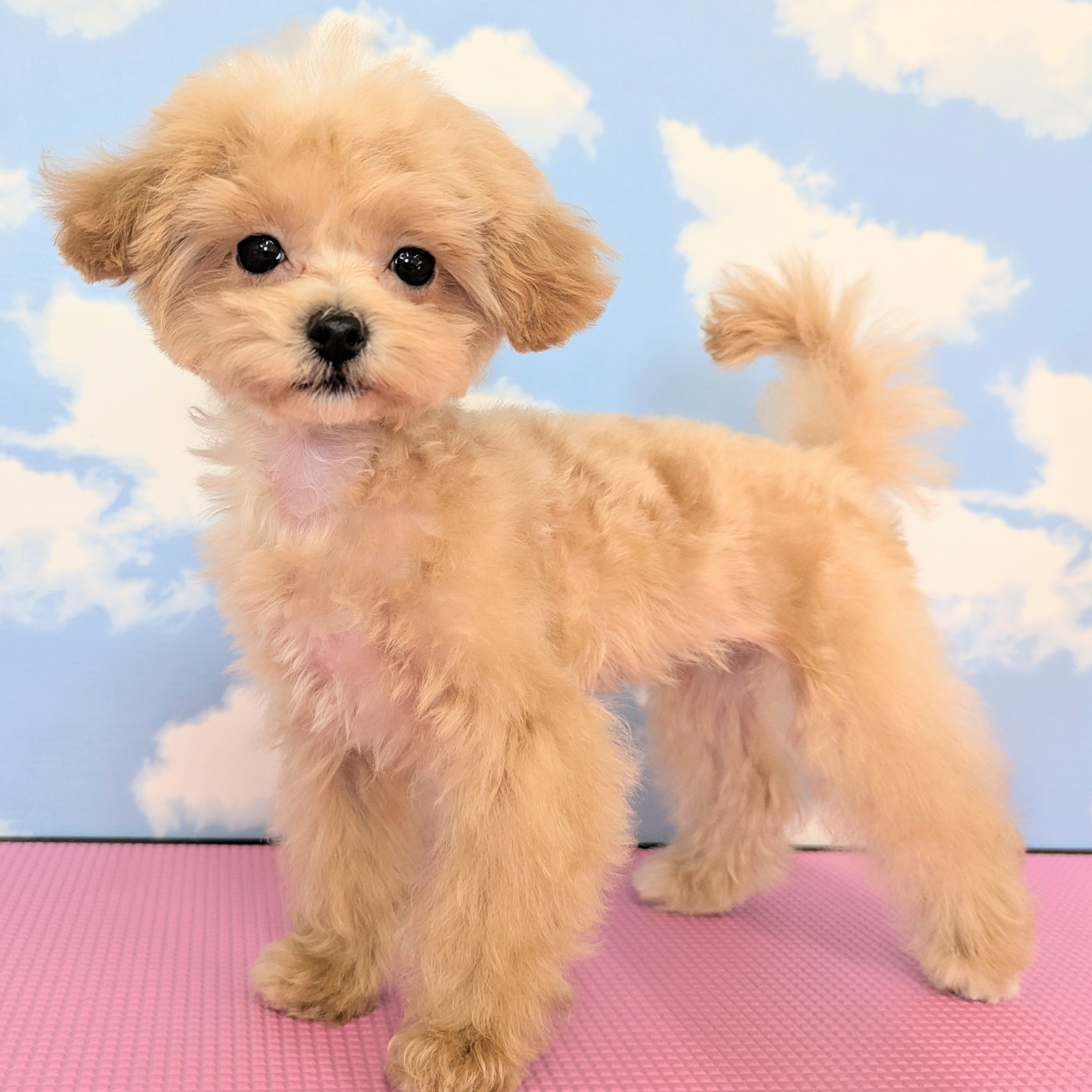 ハーフ犬（マルプー）