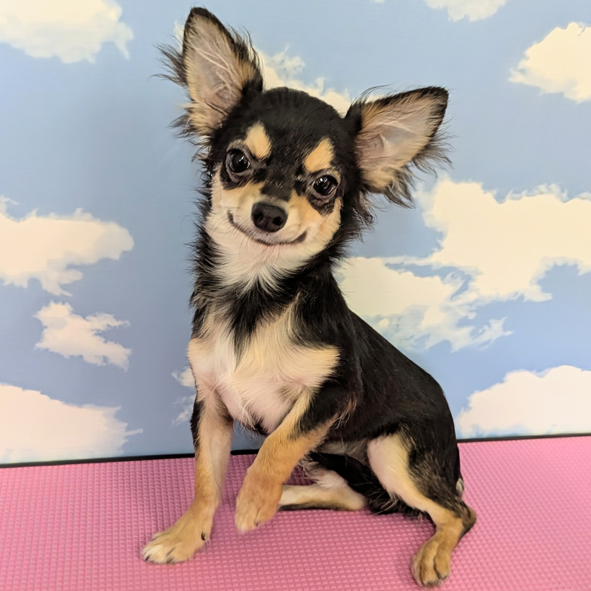 ハーフ犬（ポメチー）
