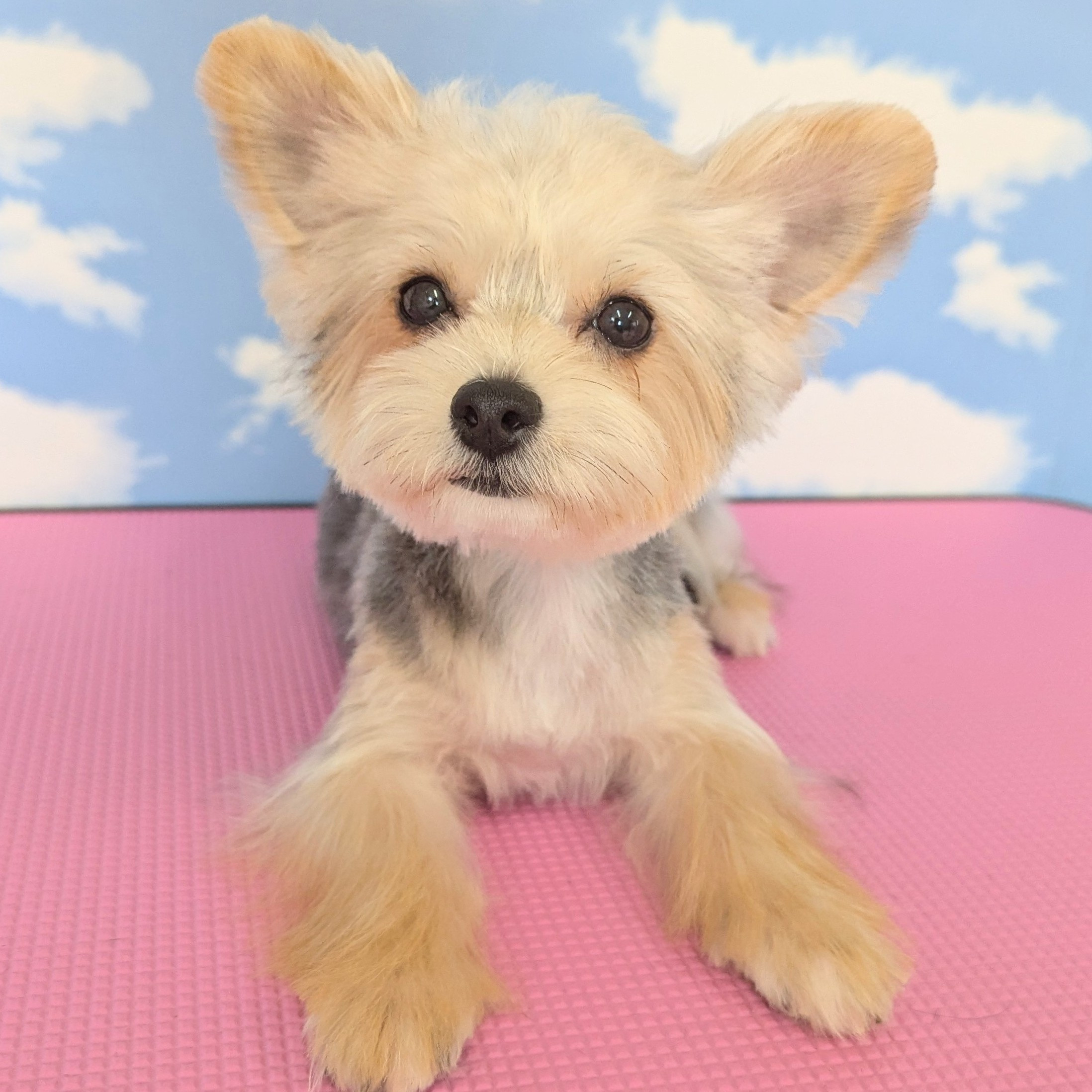 ハーフ犬(マルキー)