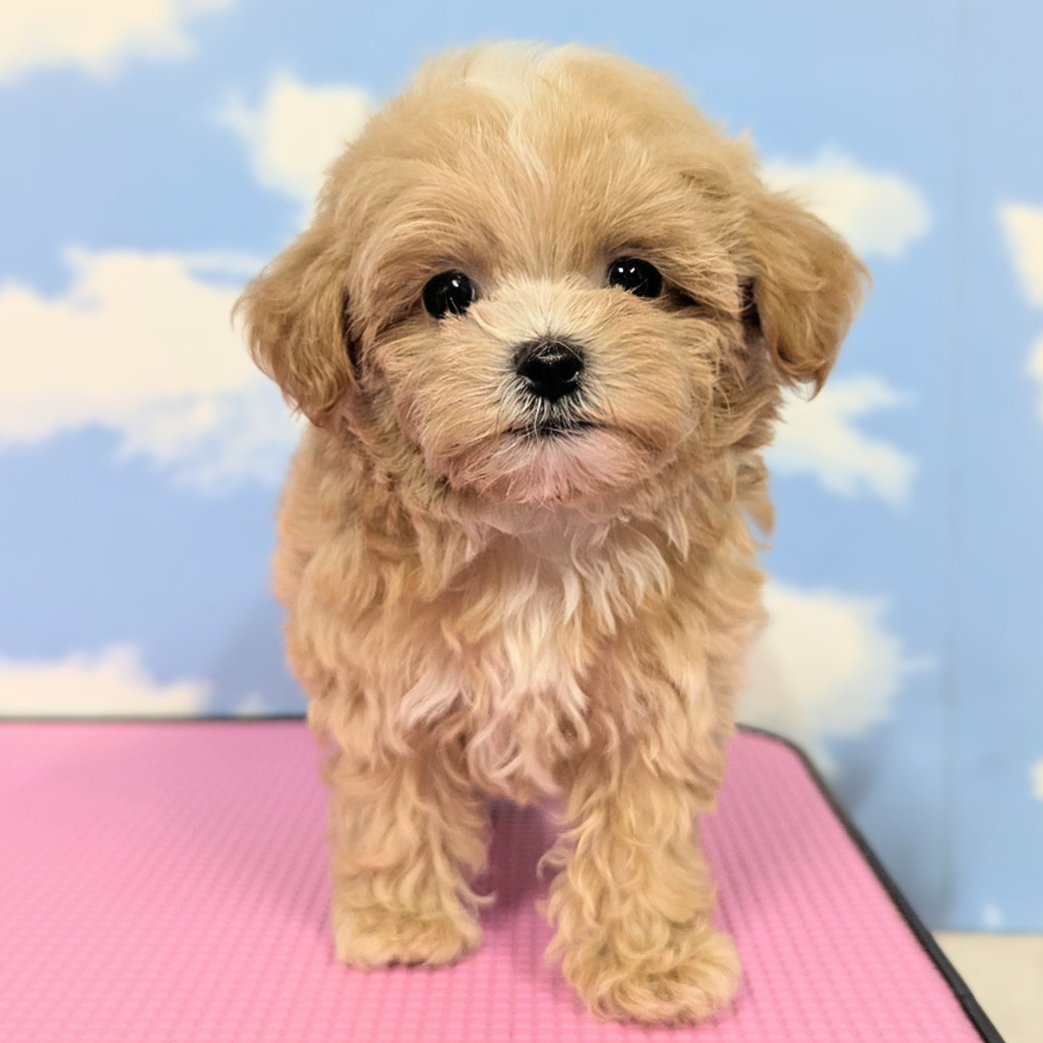 ハーフ犬(マルプー)