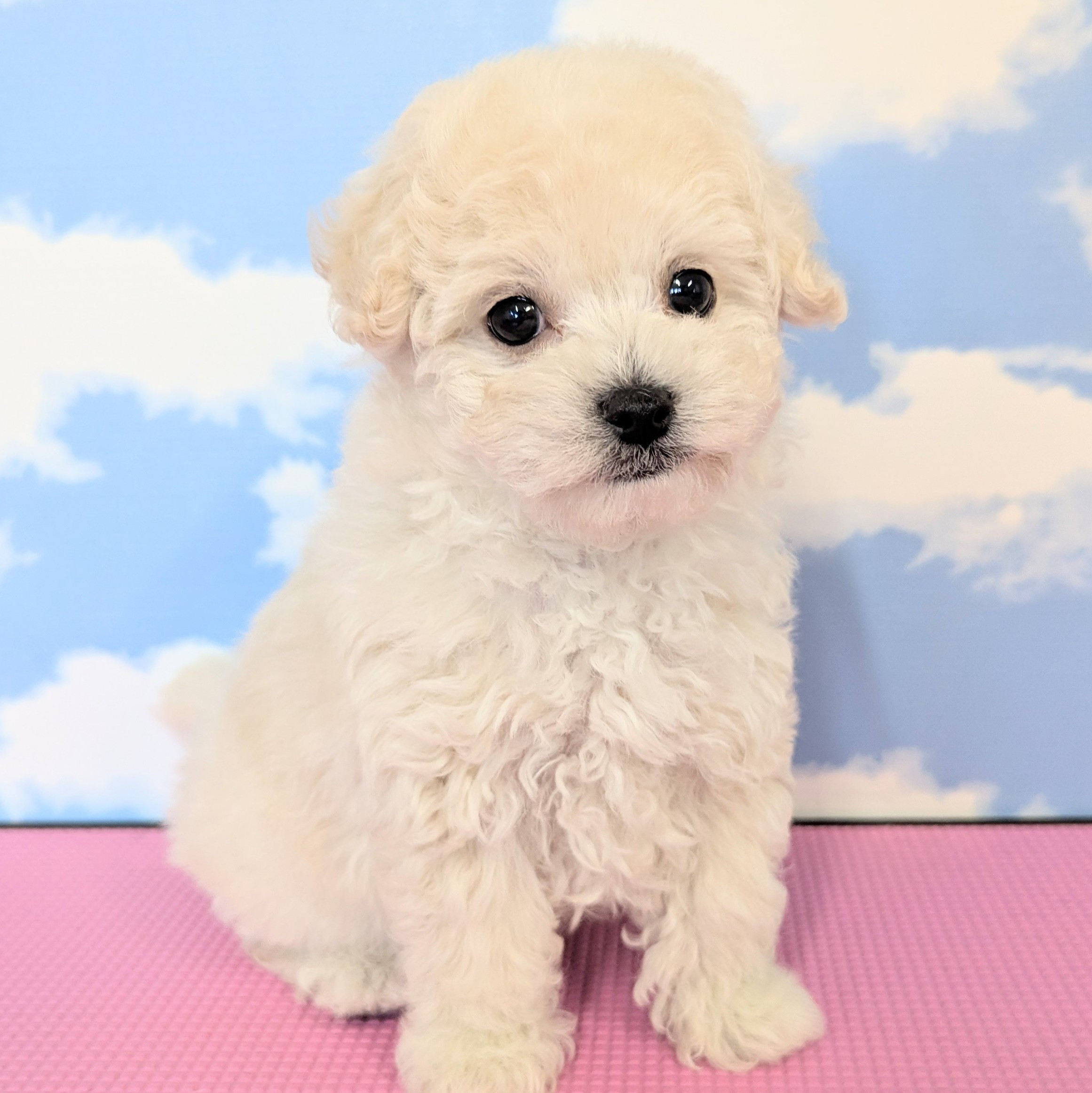 ハーフ犬（マルプー）