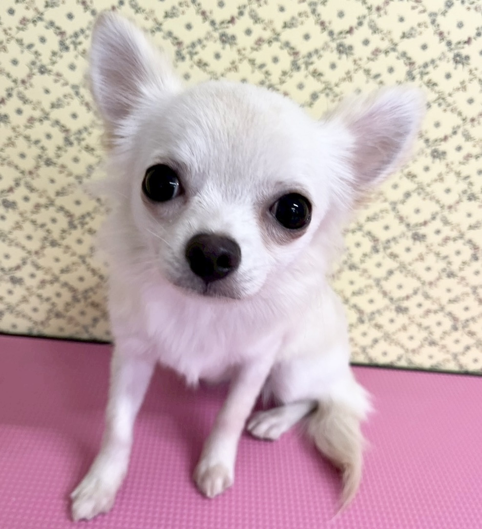 チワワ