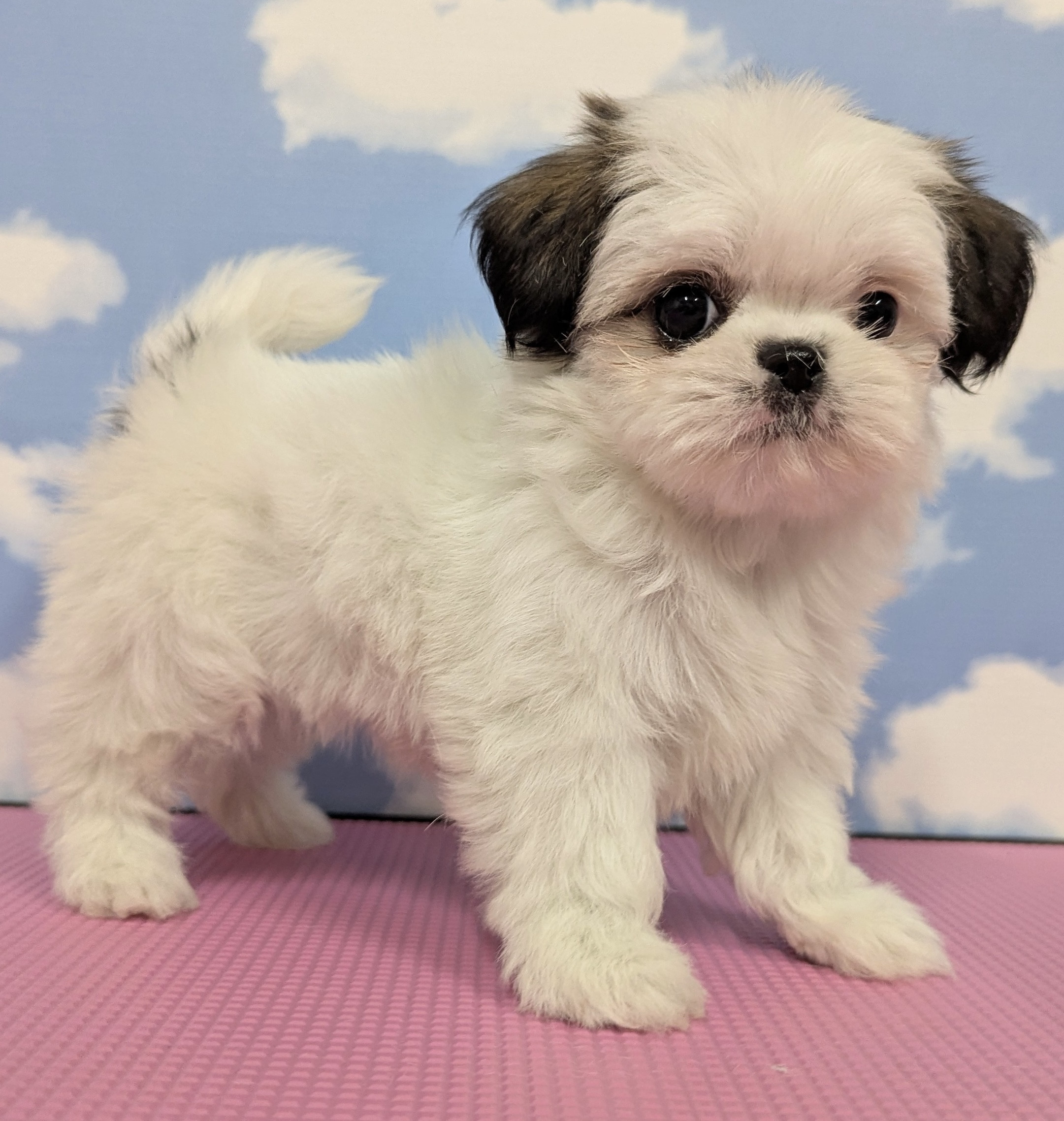 ハーフ犬(チワシー)