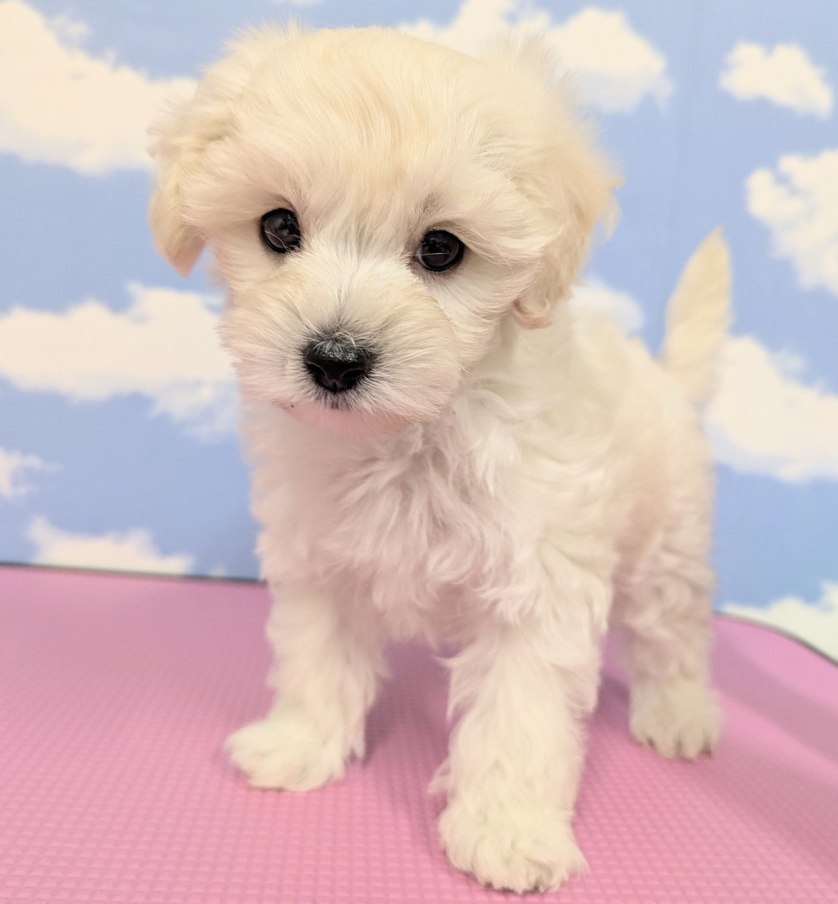 ハーフ犬(マルプー)