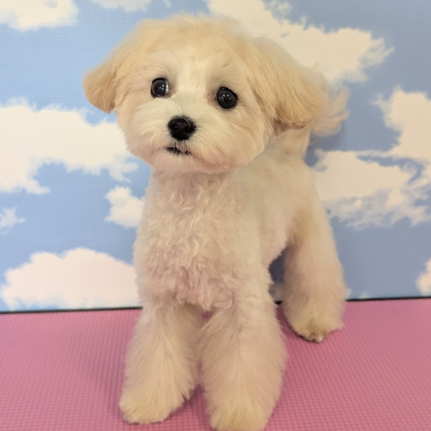 ハーフ犬(マルプー)