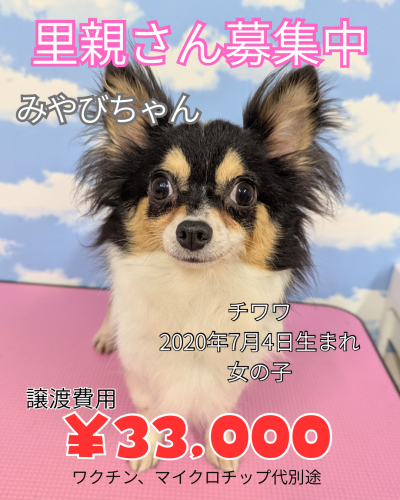 里親さん募集中 - 2.png