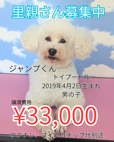里親さん募集中.png