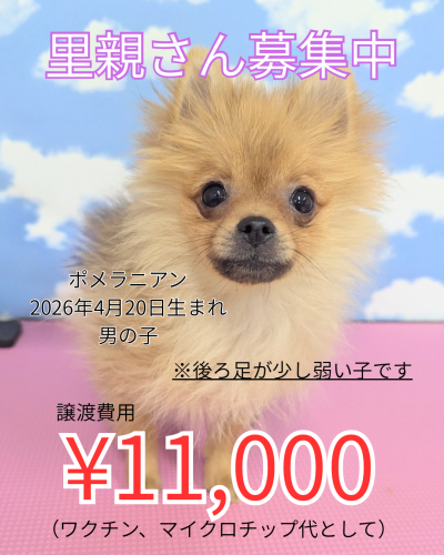 里親さん募集中.png