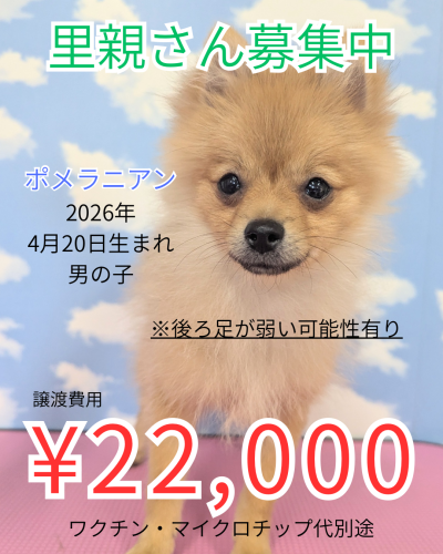 ポメラニアン.png