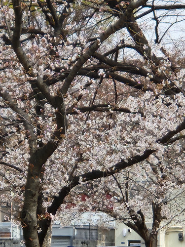 桜が咲いていました！！