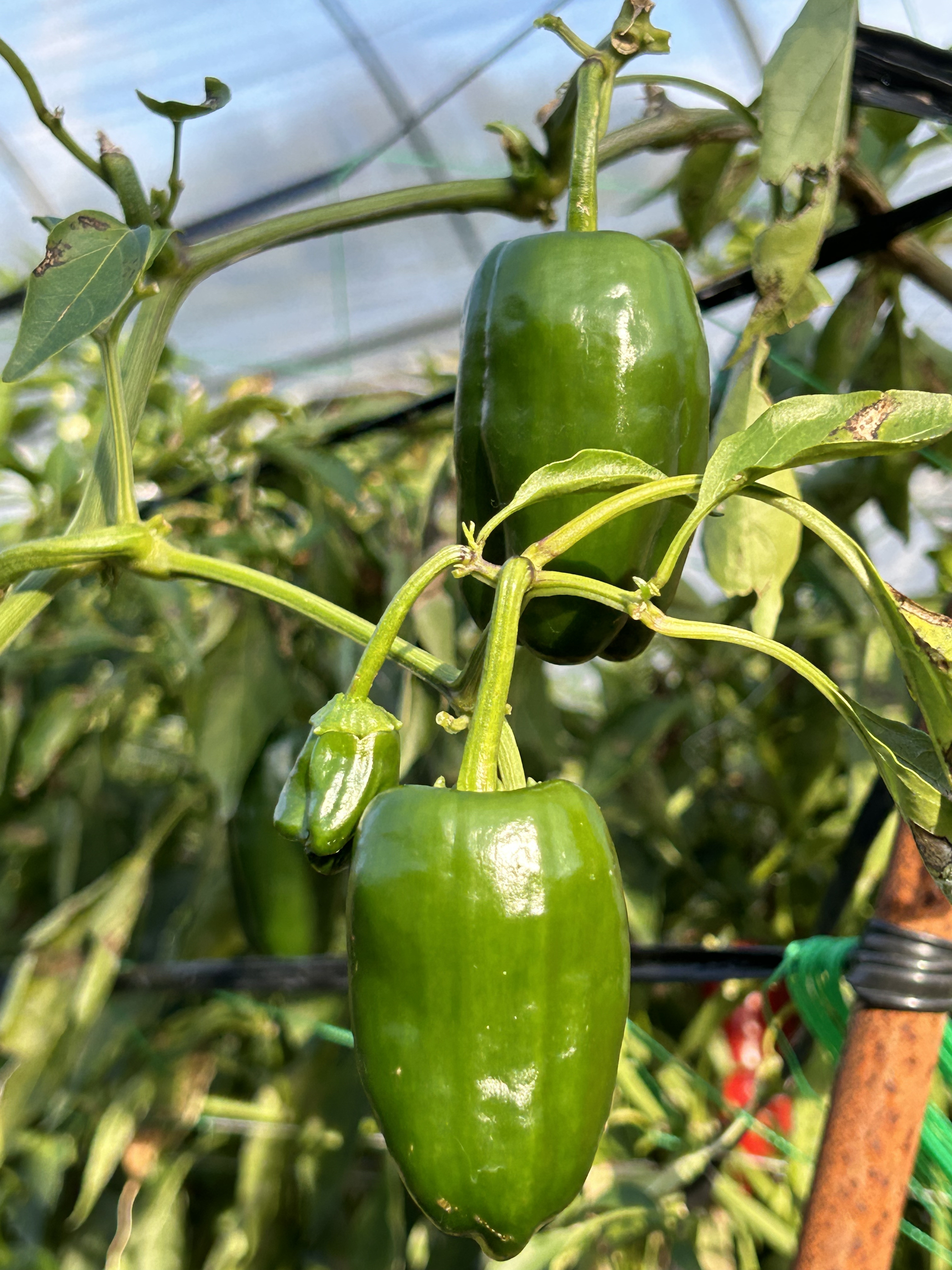 生でも美味しい脊振のサラダピーマンを使用しています！ - もりぴー