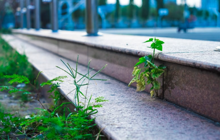 庭の剪定・草むしり