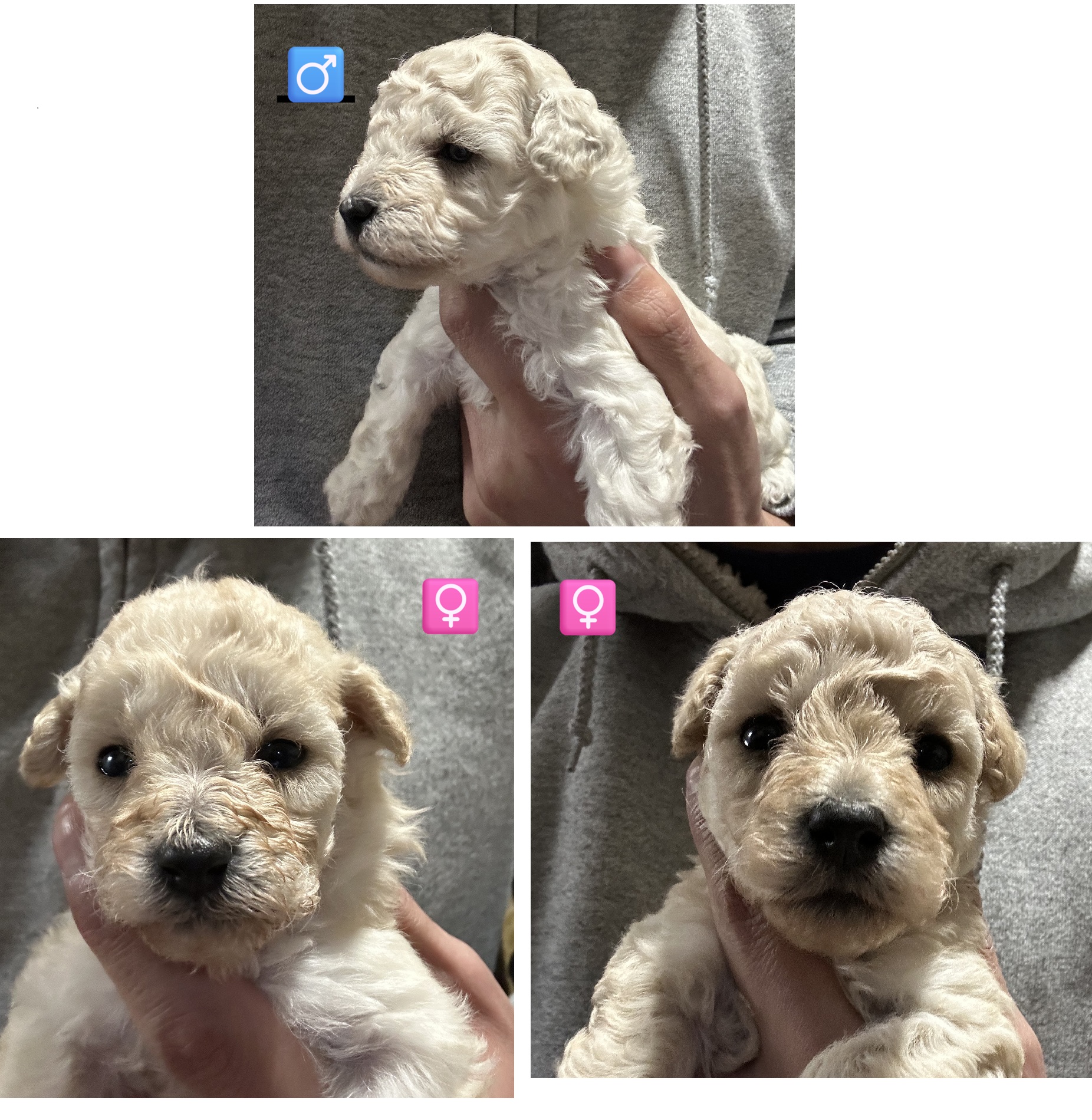 トイプードル子犬 3頭を販売いたします