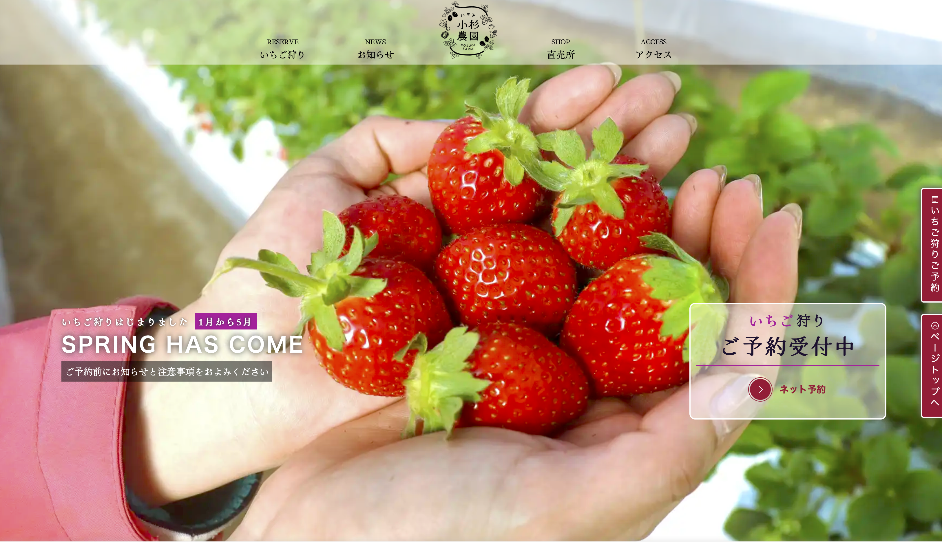 いちご狩り始まっています！