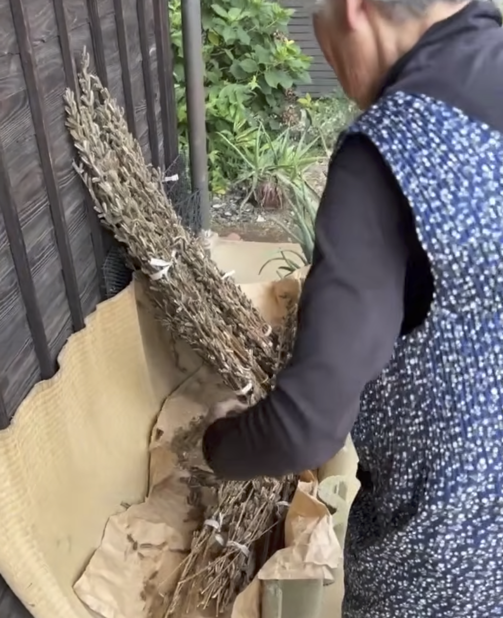 じゅんこおばあちゃんのゴマ採り