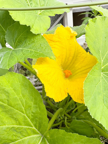 68f.jpg